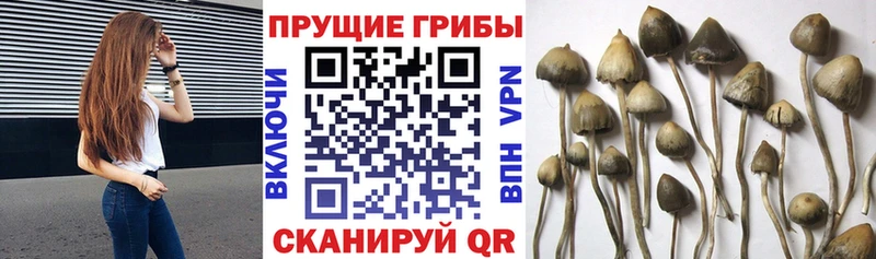 мега онион  Бикин  Псилоцибиновые грибы мицелий  купить наркоту 